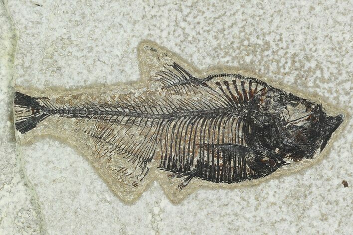 Bargain Fossil Fish (Diplomystus) - Green River Formation #129594
